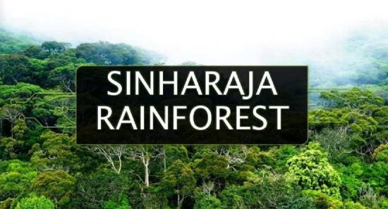 singaraja rainforest