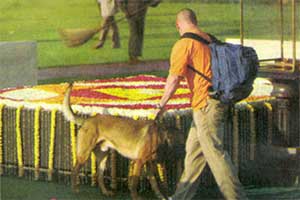 Dog in Rajkot
